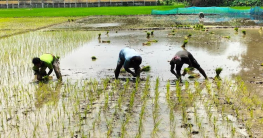 আমন ধান রোপণে ব্যস্ত সময় পার করছেন গোপালগঞ্জের কৃষকরা