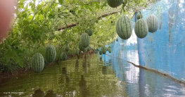 গোপালগঞ্জ সদর উপজেলায় অসময়ের তরমুজের আবাদ বৃদ্ধি পাচ্ছে