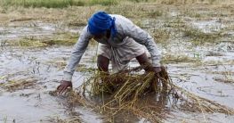 কুমিল্লায় বন্যায় ফসলের ব্যাপক ক্ষতি