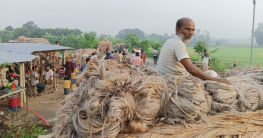 ভরা মৌসুমেও রাজশাহীতে পাটের মণ ৩ হাজার, খুশি চাষিরা