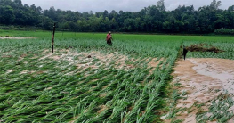 বরগুনায় বৃষ্টিতে ক্ষতিগ্রস্ত চাষীদের সরকারি সহায়তা প্রদান করা হবে