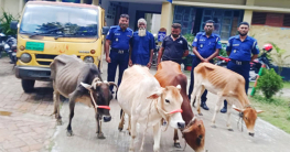 নন্দীগ্রামে লুন্ঠিত গরু উদ্ধার, পিকআপসহ গ্রেপ্তার দুই