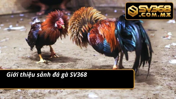 Đá Gà SV368 - Cá Cược Bùng Nổ, Mãn Nhãn Cho Người Chơi 2 Tổng quan về sảnh đá gà tại Sv368