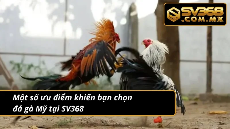 Đá Gà Mỹ SV368 - Trải Nghiệm Giải Trí Trực Tuyến Đỉnh Cao 4 Ưu điểm khi lựa chọn đá gà Mỹ tại đây