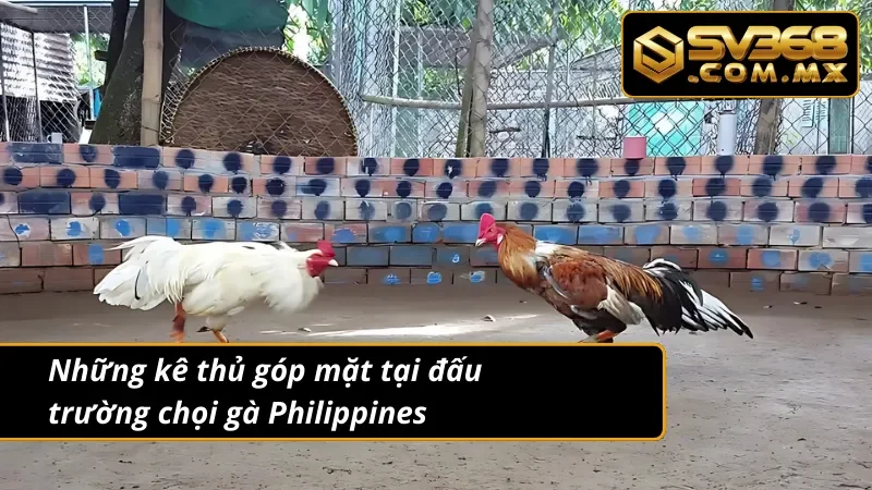 Đá Gà Philippines SV368 - Nơi Diễn Ra Các Trận Chiến Nảy Lửa 4 Đá gà Philippines cùng các kê thủ nổi tiếng