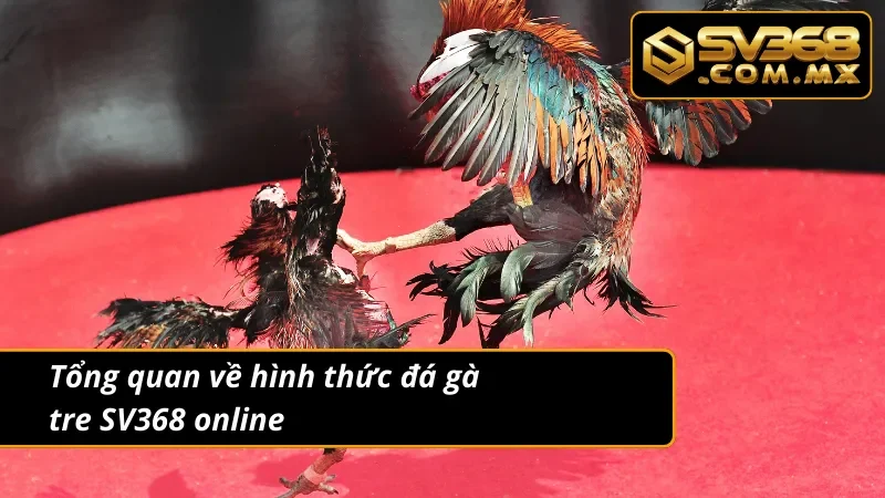 Đá Gà Tre SV368: Từ Giải Trí Truyền Thống Đến Online 2 Giới thiệu về hình thức đá gà tre trực tuyến