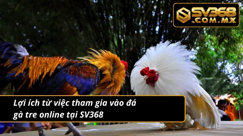 Đá Gà Tre SV368: Từ Giải Trí Truyền Thống Đến Online 3 Những ưu điểm vượt bậc mà hình thức đá gà tre mang lại