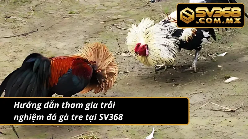 Đá Gà Tre SV368: Từ Giải Trí Truyền Thống Đến Online 4 Quy trình tham gia vào hình thức đá gà tre trực tuyến